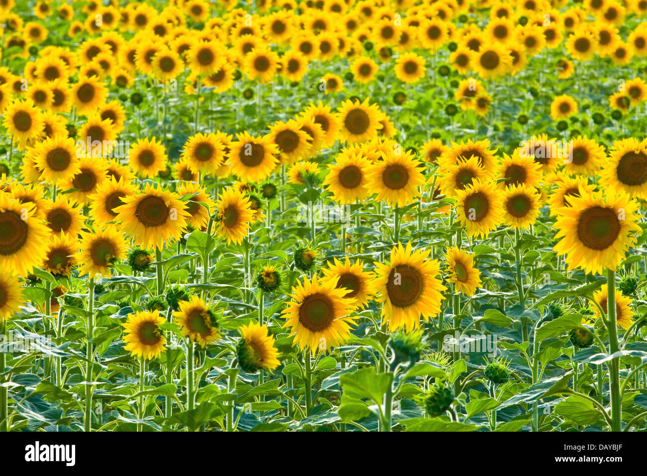 Sunflower field Stock Photo - Alamy