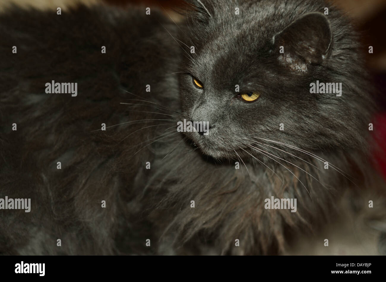 scruffy cat Stock Photo Alamy