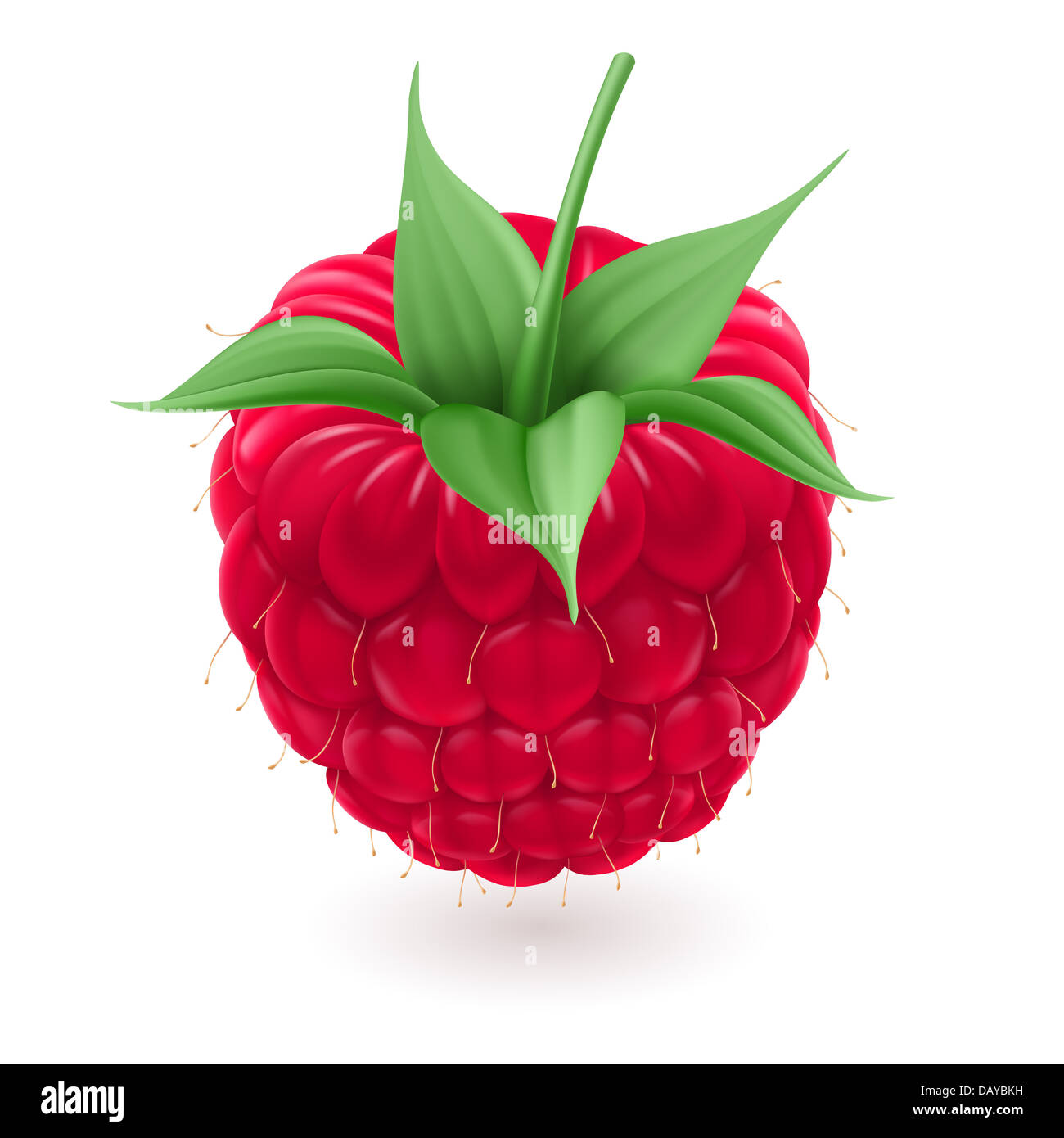 Red Raspberry Illastration Red raspberries. Illustration on white background for design Stock ...