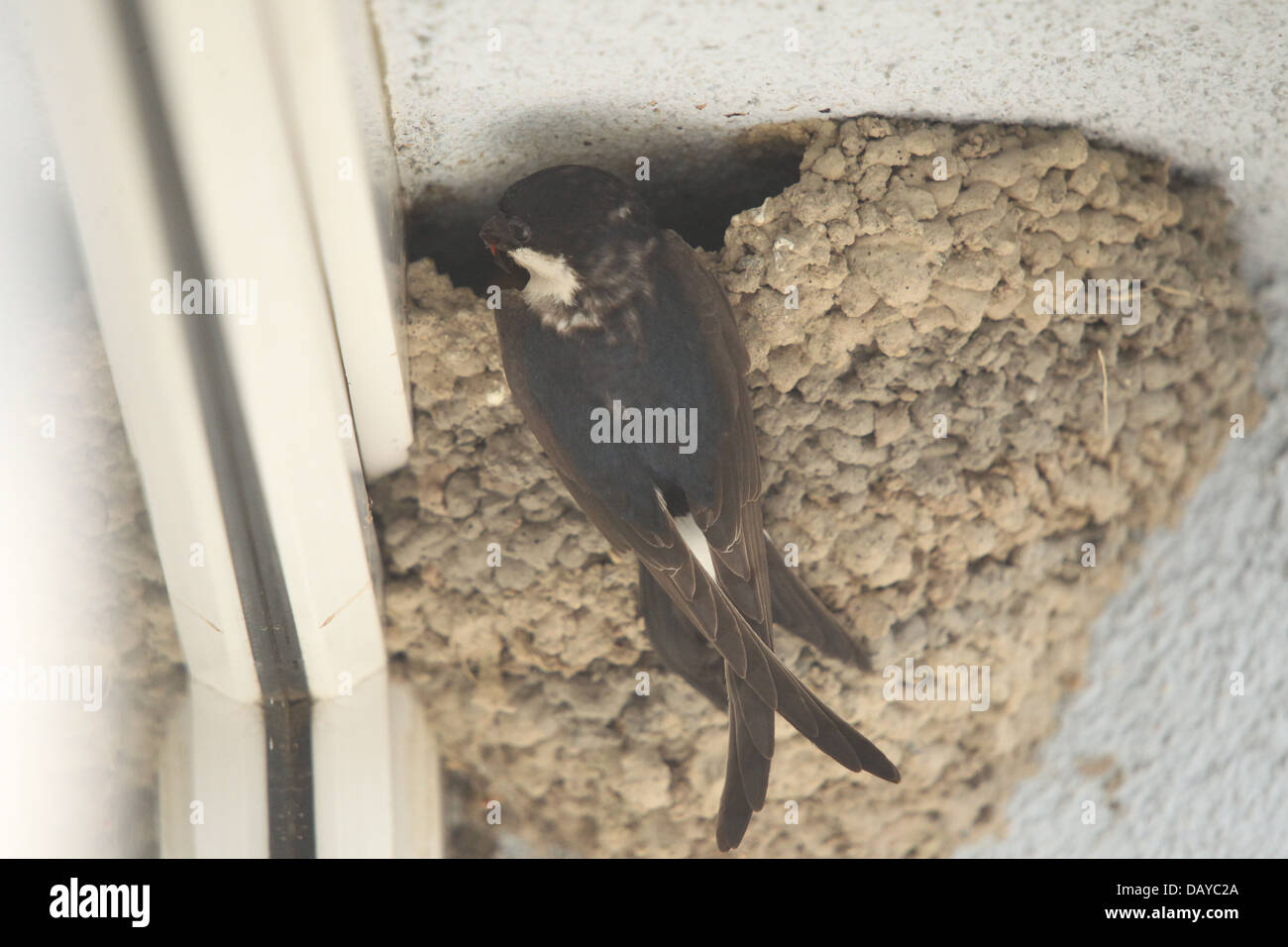 Image of nesting House Martins with chicks in Prague, Czech Republic in