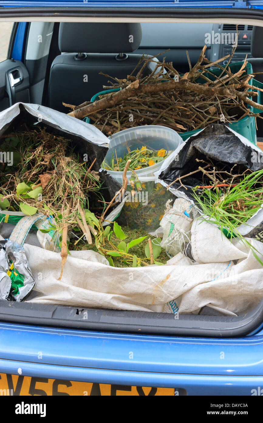Recycling bags of Garden Waste in back of car Stock Photo
