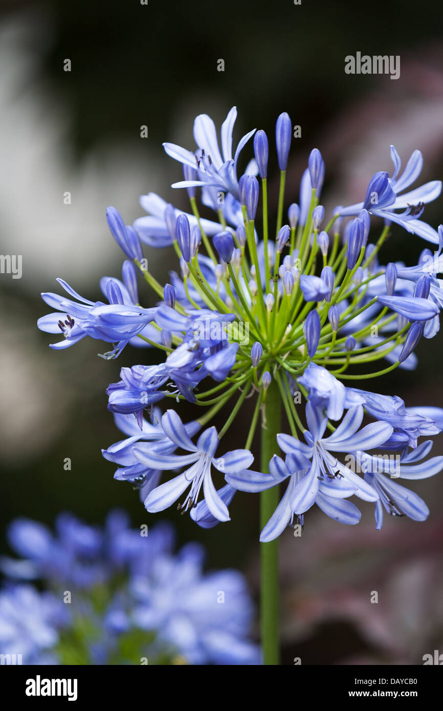 agapanthus blue lily of the Nile blooming in Scottish garden. Stock Photo