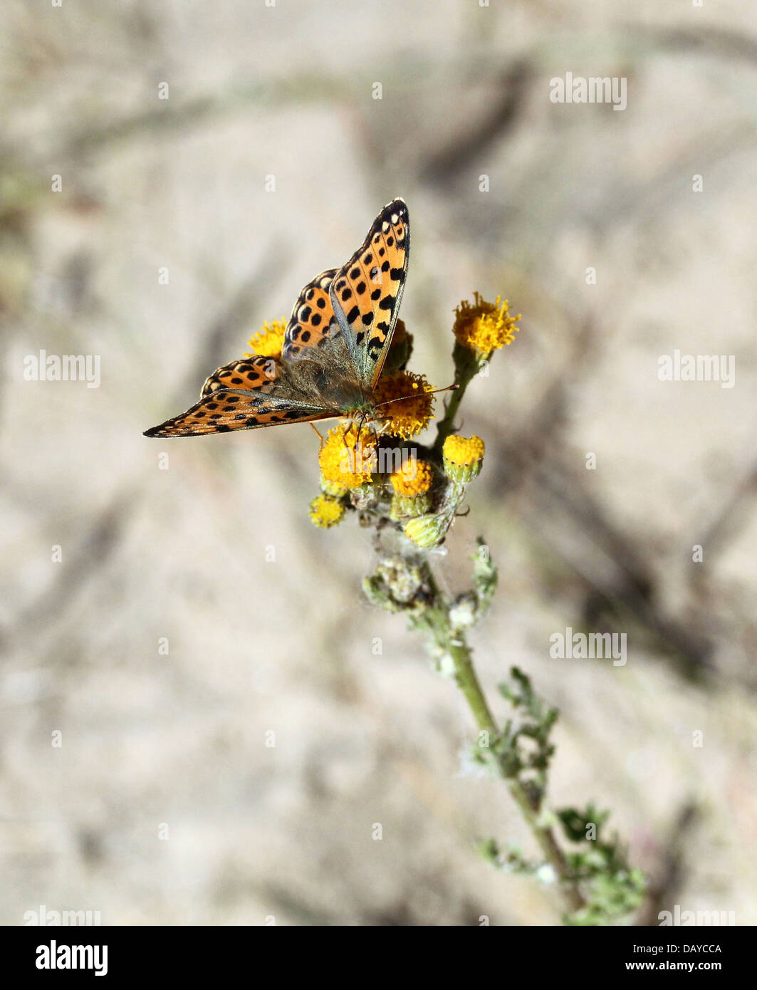 Queen of Spain Fritillary butterfly (Issoria lathonia) in the Dutch coastal dunes at Amsterdamse Waterleiding Duinen Stock Photo