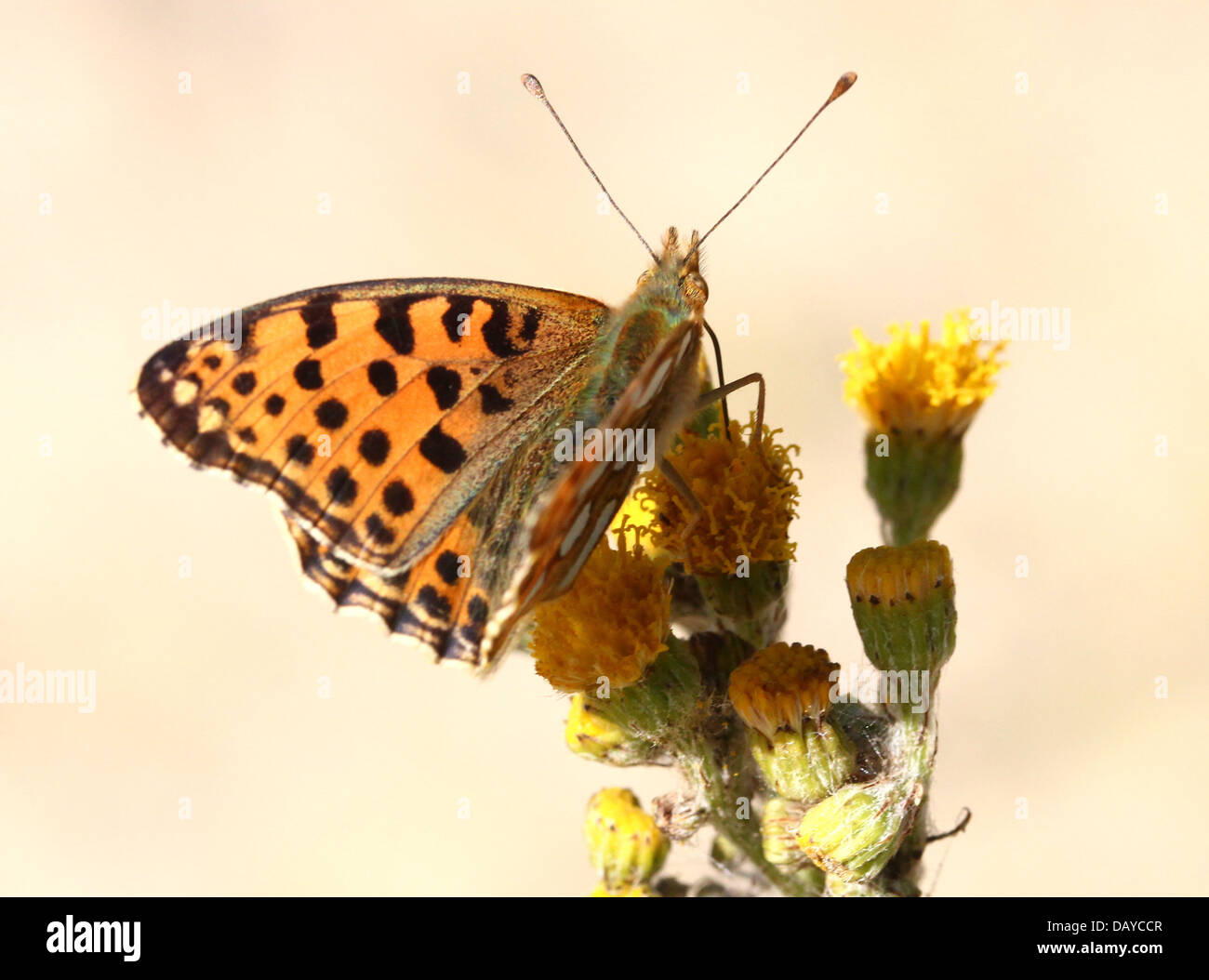 Close-up of a Queen of Spain Fritillary butterfly (Issoria lathonia) Stock Photo