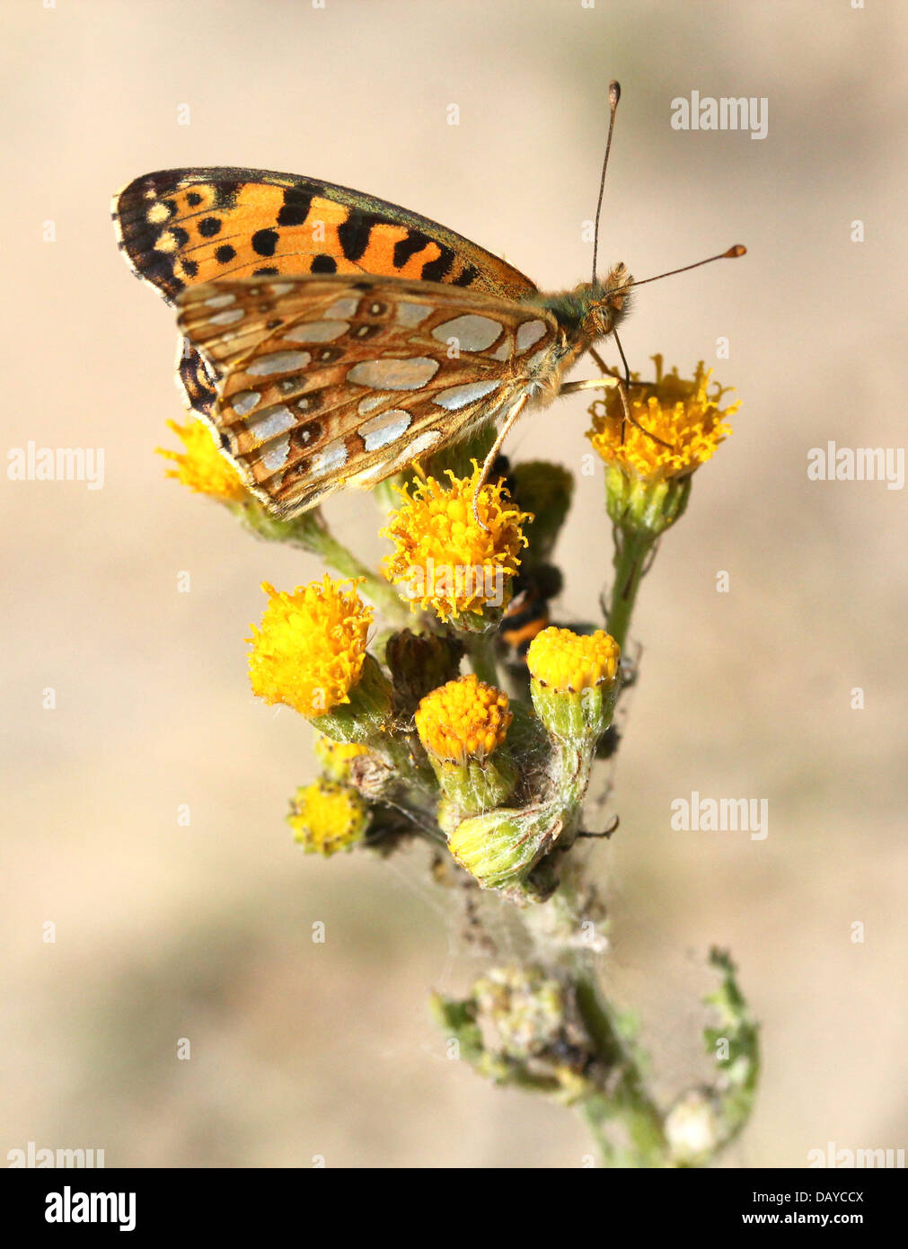 Close-up of a Queen of Spain Fritillary butterfly (Issoria lathonia) Stock Photo