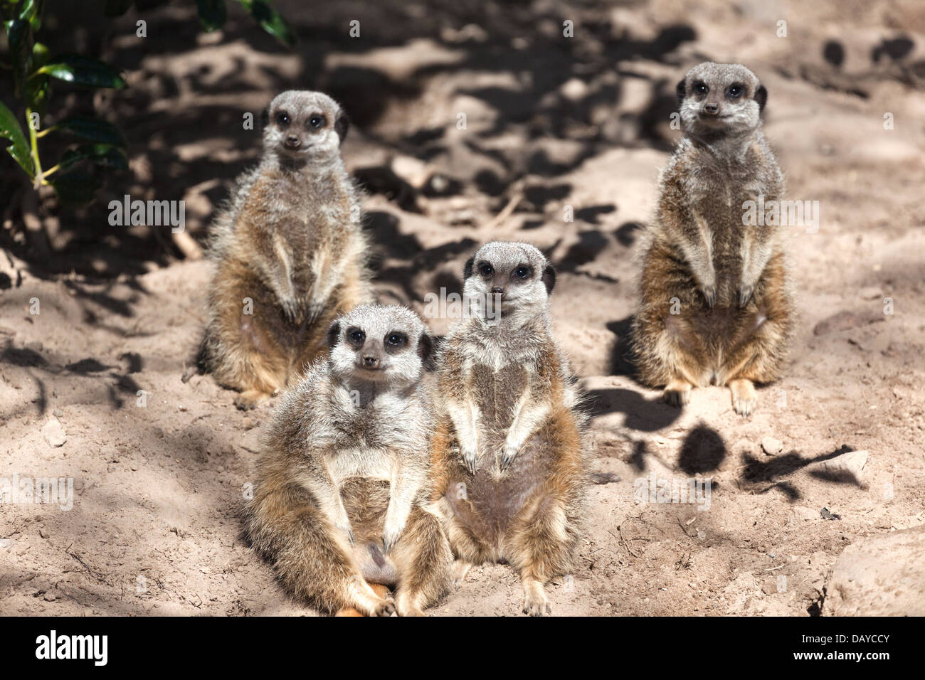 Meerkats (Suricata suricatta),small mammal belonging to the mongoose family Stock Photo