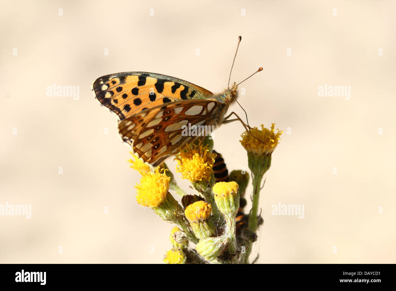 Close-up of a Queen of Spain Fritillary butterfly (Issoria lathonia) Stock Photo