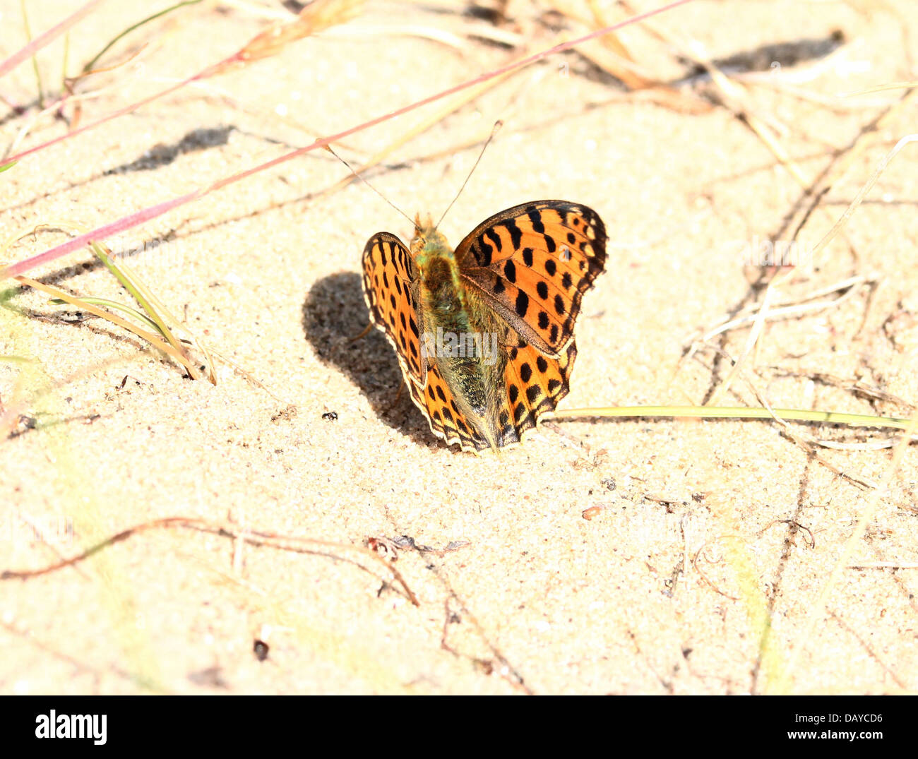Close-up of a Queen of Spain Fritillary butterfly (Issoria lathonia) Stock Photo
