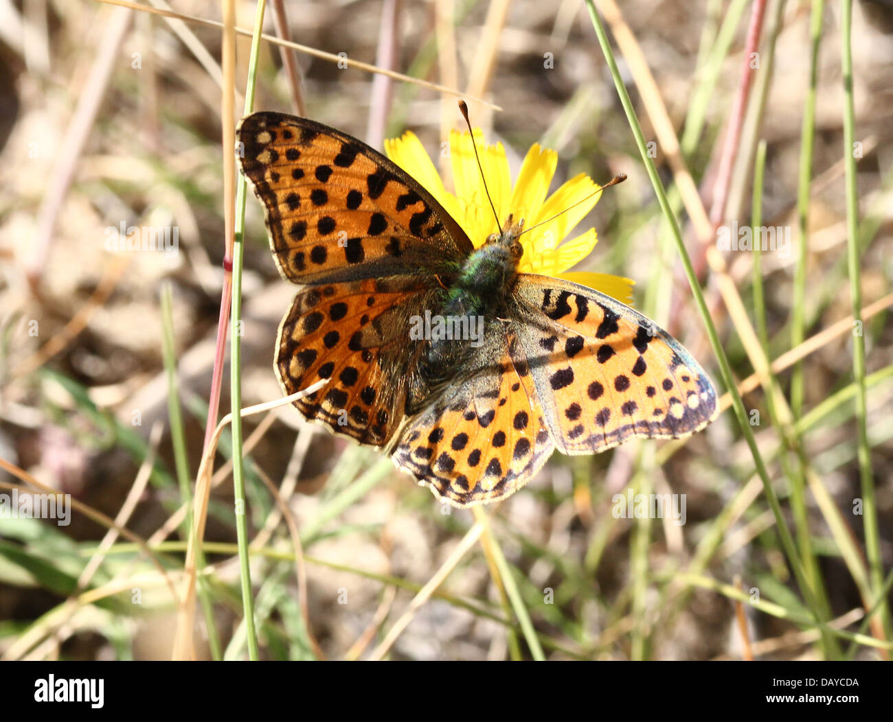 Close-up of a Queen of Spain Fritillary butterfly (Issoria lathonia) Stock Photo