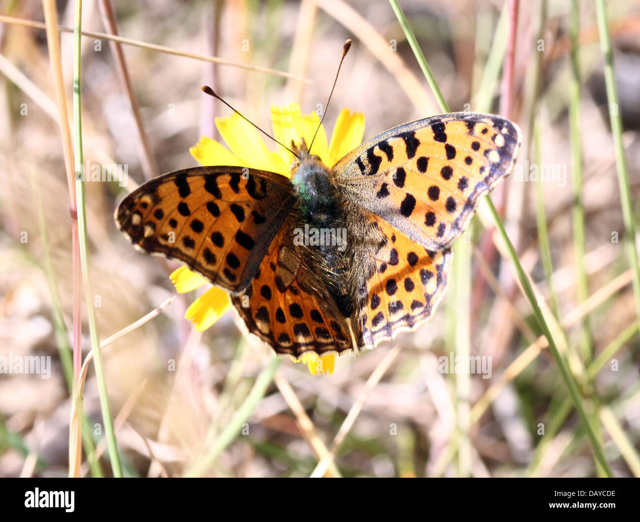 Close-up of a Queen of Spain Fritillary butterfly (Issoria lathonia) Stock Photo