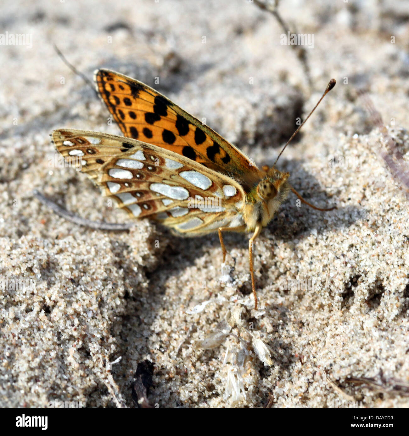 Close-up of a Queen of Spain Fritillary butterfly (Issoria lathonia) Stock Photo