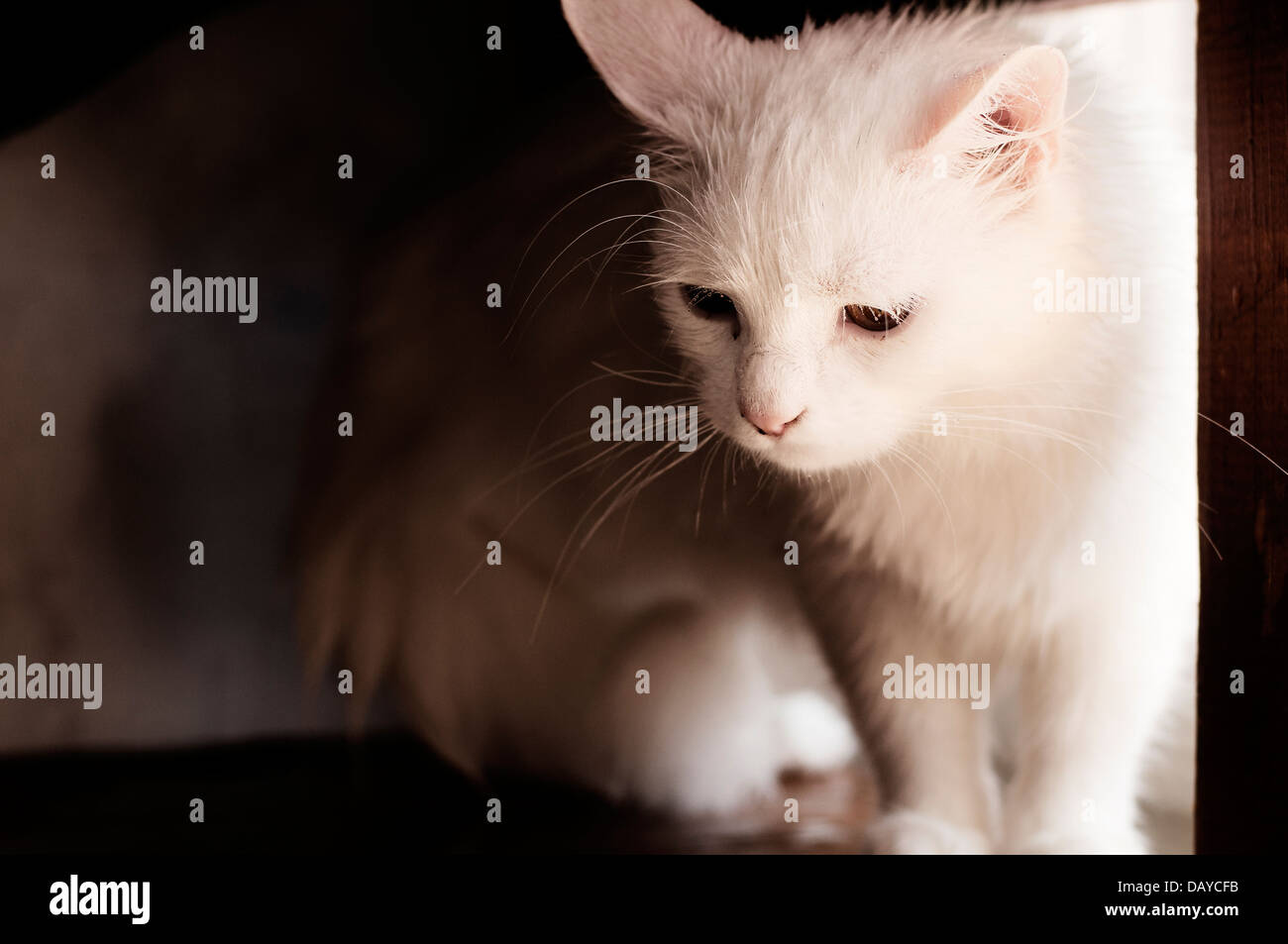 Cat Stock Photo