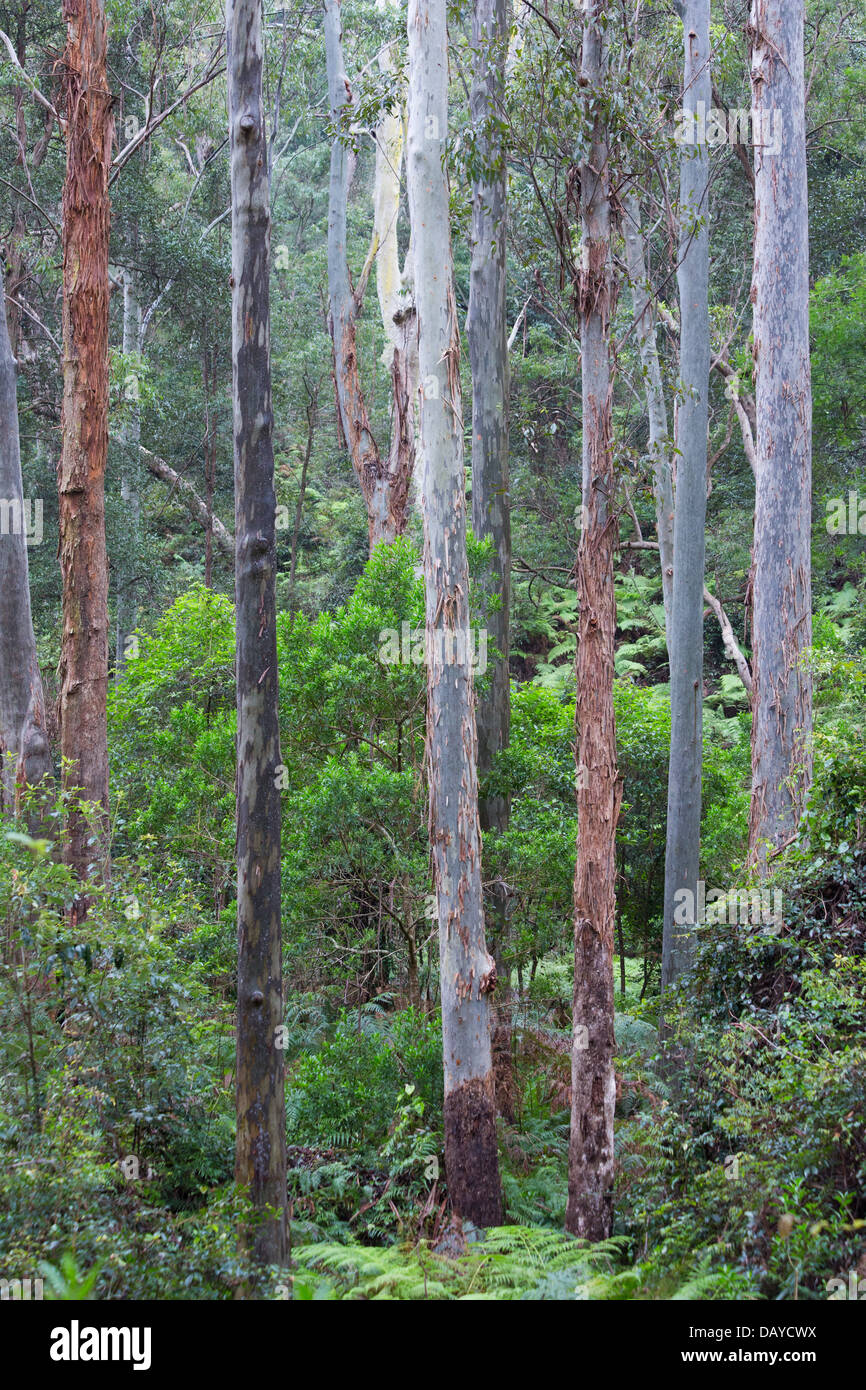 Eucalypt forest hires stock photography and images Alamy