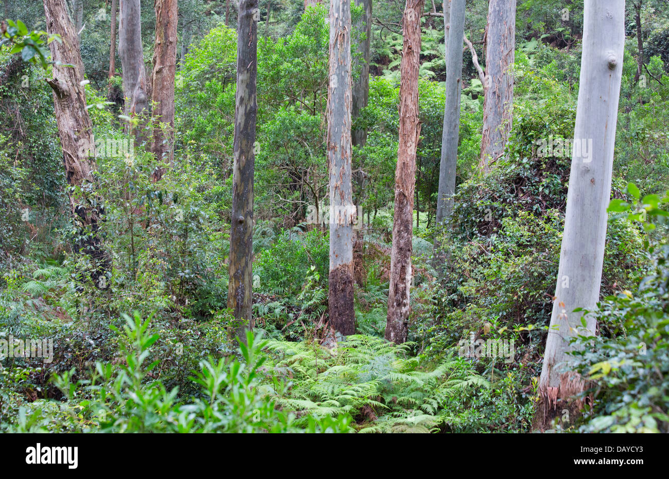 Tall wet eucalypt forest in Dharug National Park, NSW, Australia Stock
