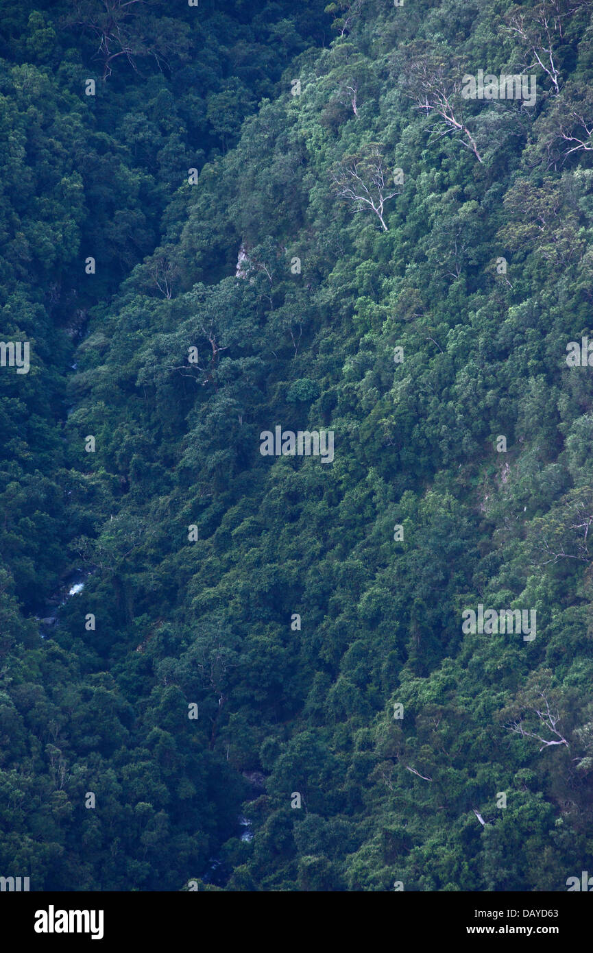 View of trees and bushland growing in a steep valley in Kanangra Boyd National Park, NSW, Australia Stock Photo
