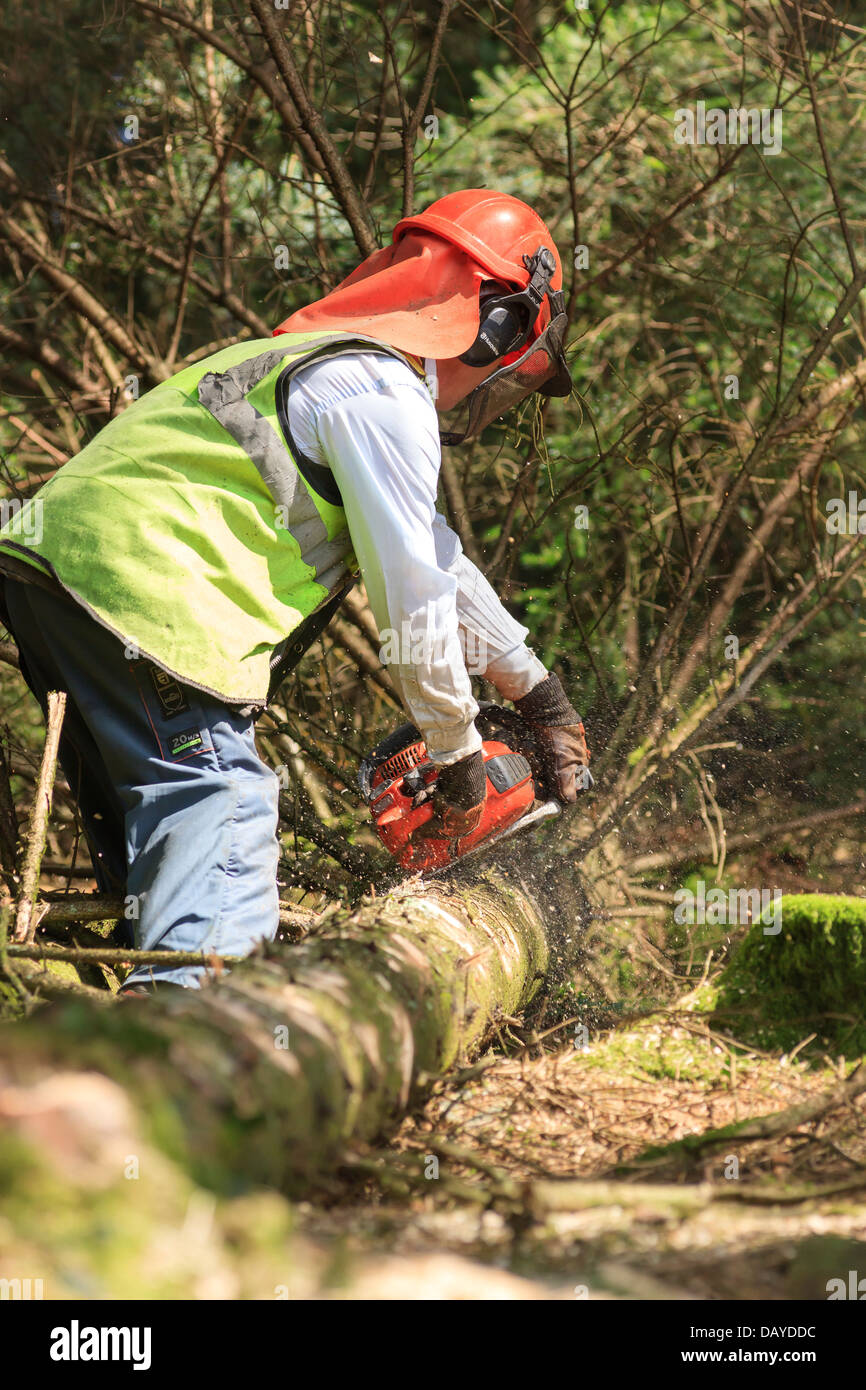 Lumberjack with chainsaw in use Stock Photo