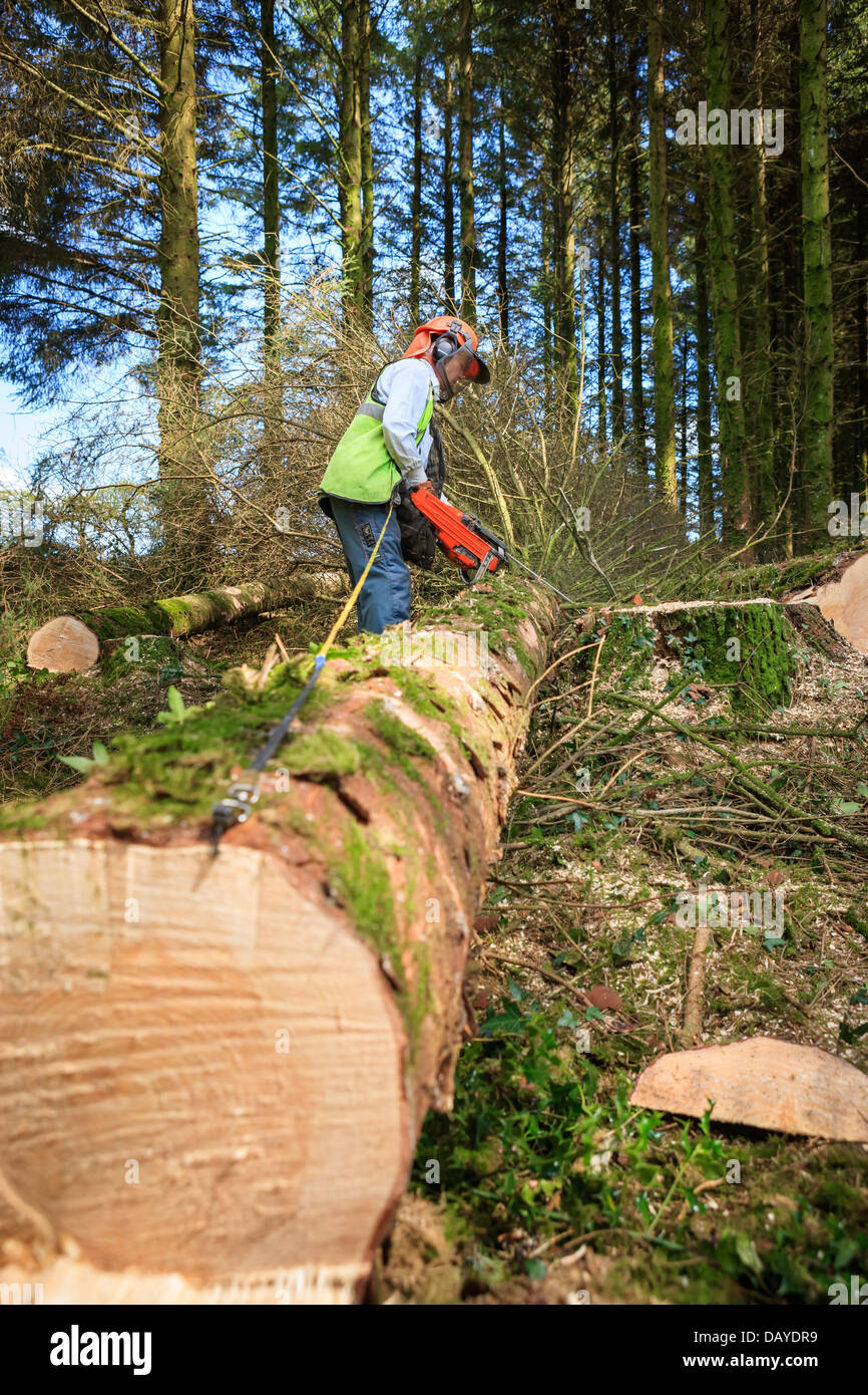 Lumberjack with chainsaw in use Stock Photo