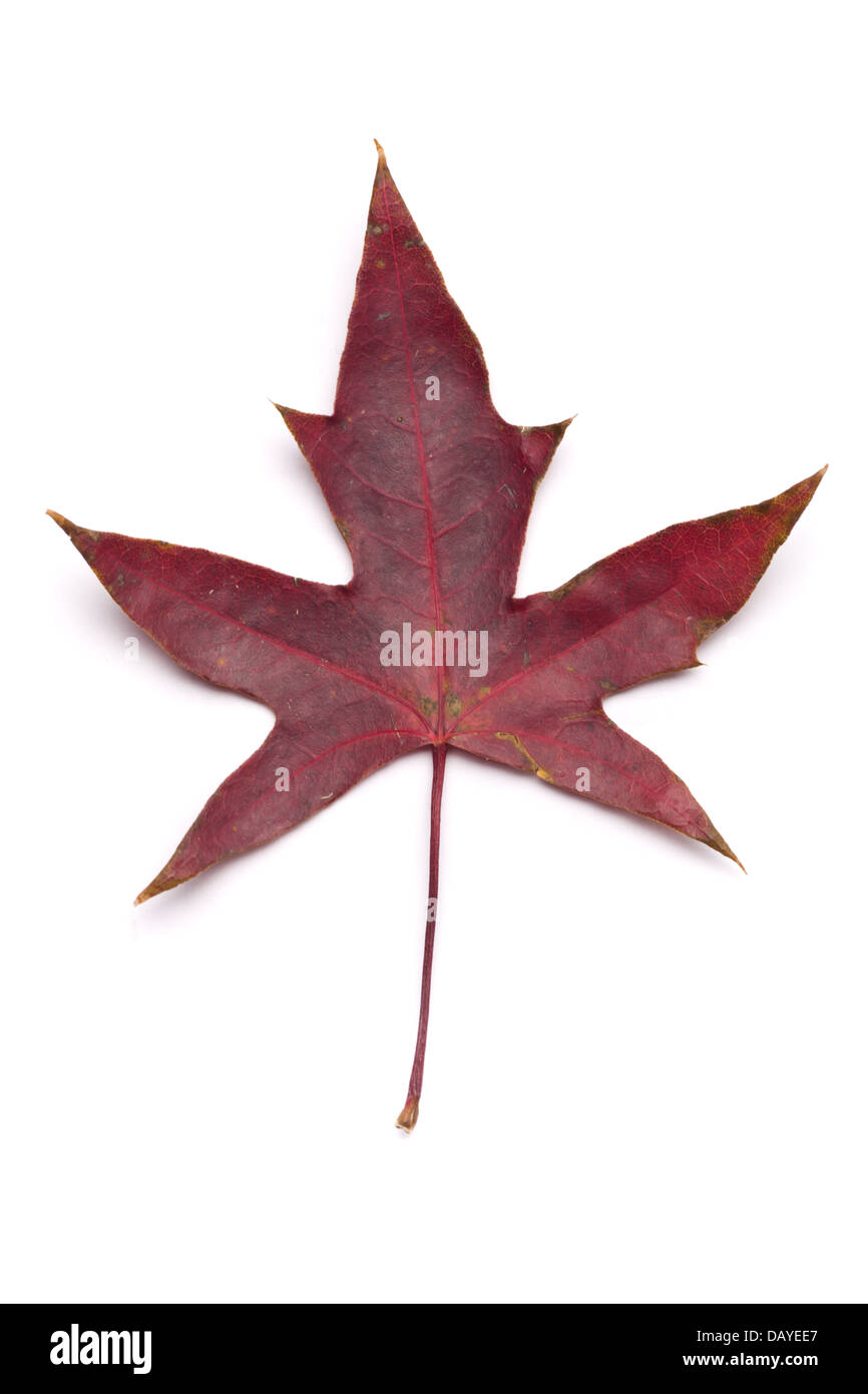 Autumn maple leaf isolated on white background Stock Photo - Alamy
