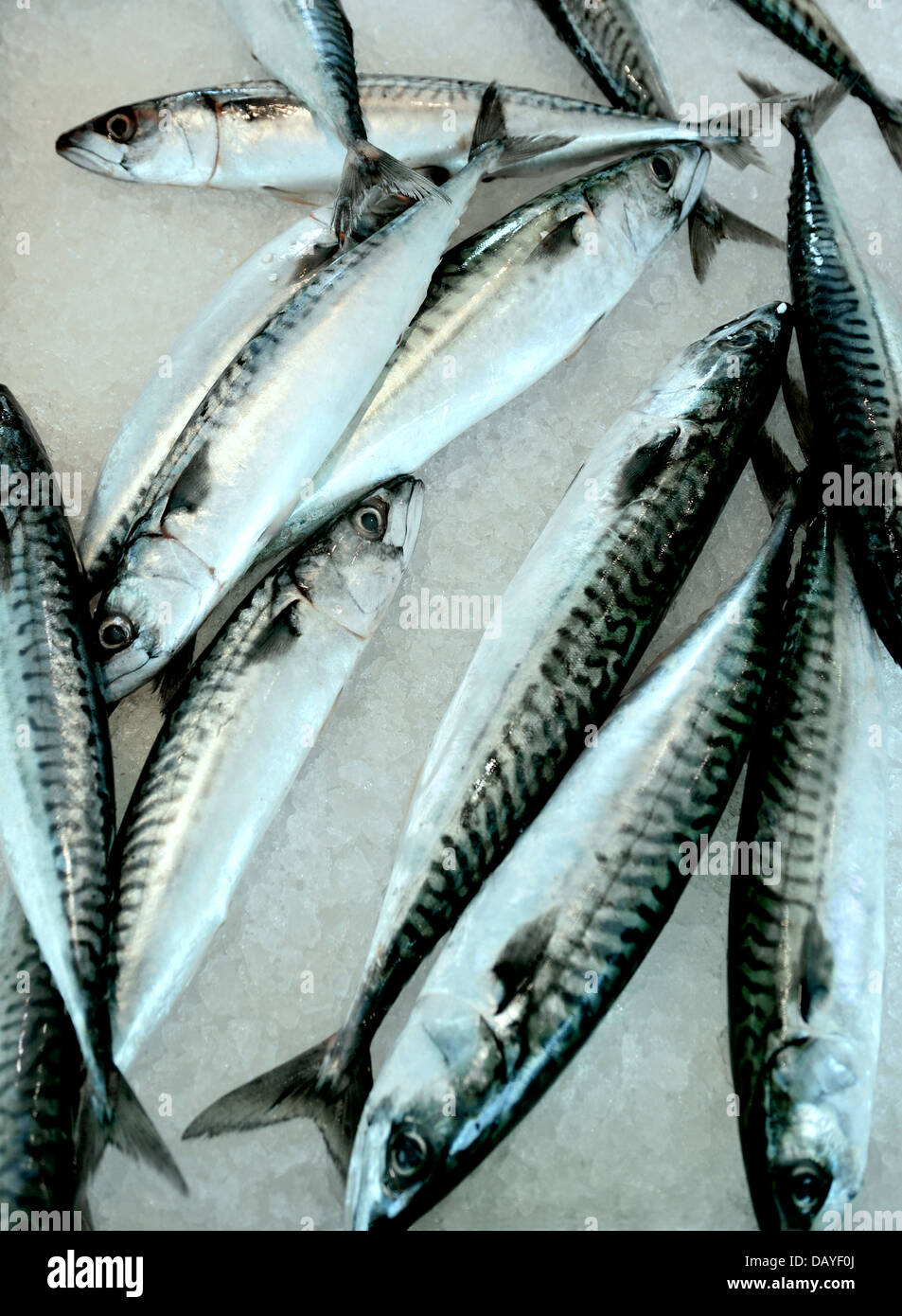 FRESH MACKEREL FISH ON ICE Stock Photo