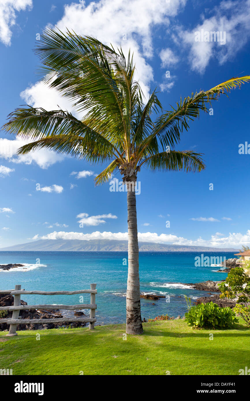 Coconut palm tree at Napili Point with view to Moloka'i from Maui