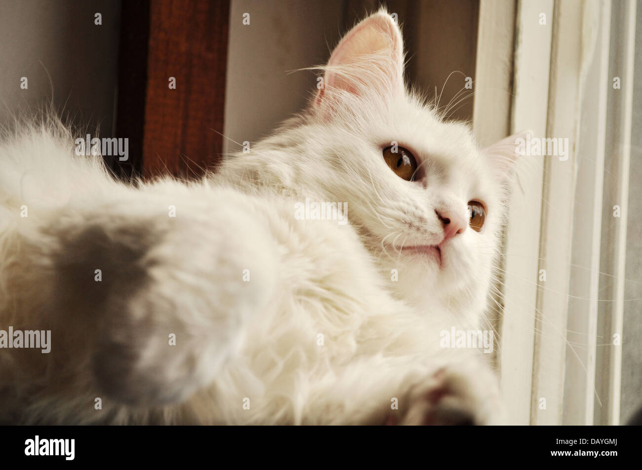 White Persian cat Stock Photo