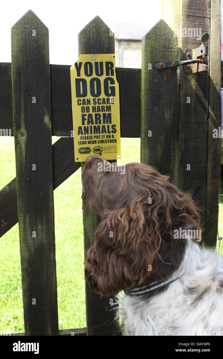 Dog looking at sign warning of the risk of dogs harming farm animals Stock Photo