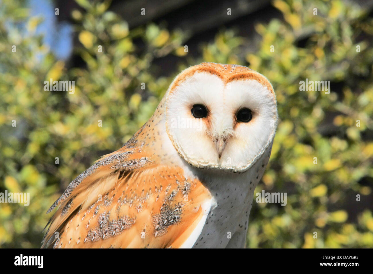 barn owl Tyto alba Stock Photo