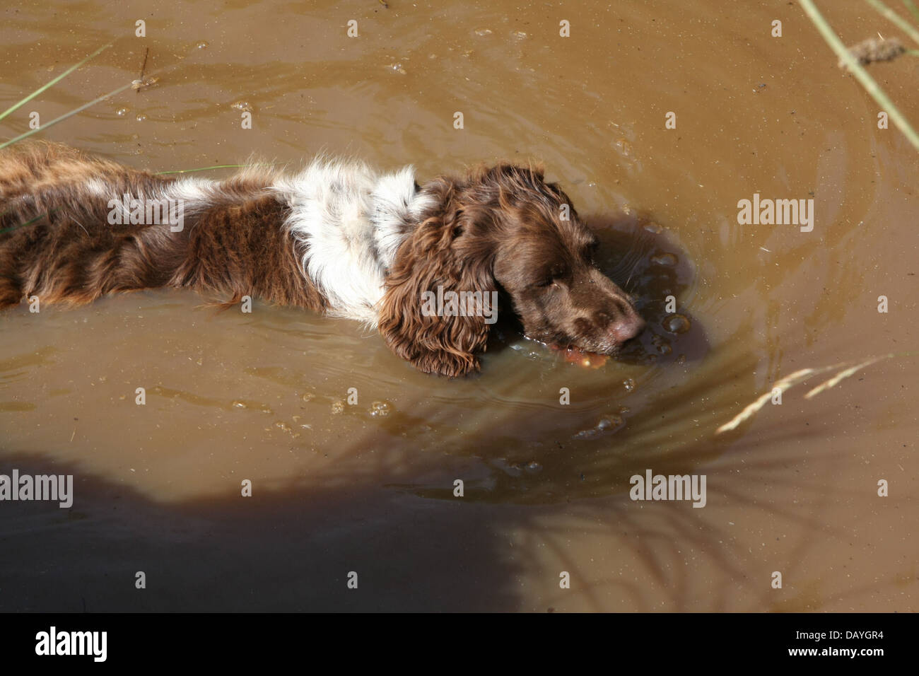 Dog in murky water Stock Photo