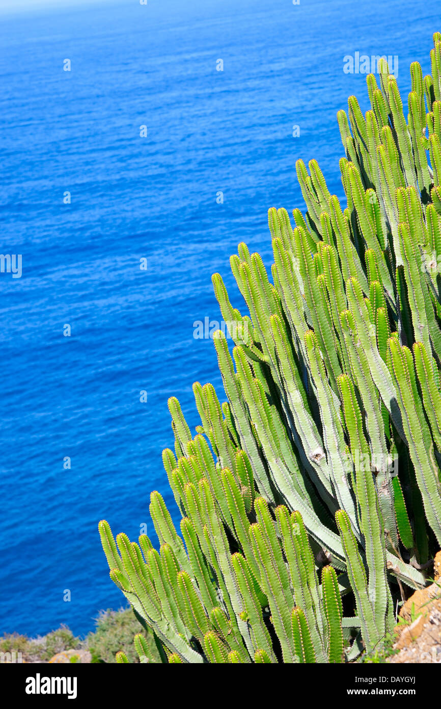 Cacti at Tenerife Stock Photo