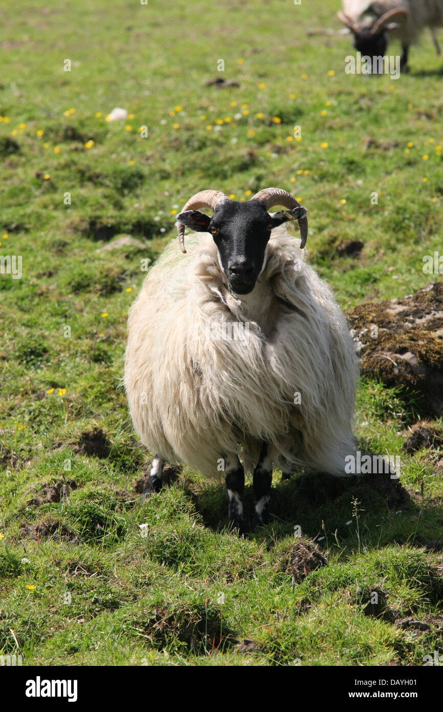 Scottish black faced sheep Stock Photo Alamy