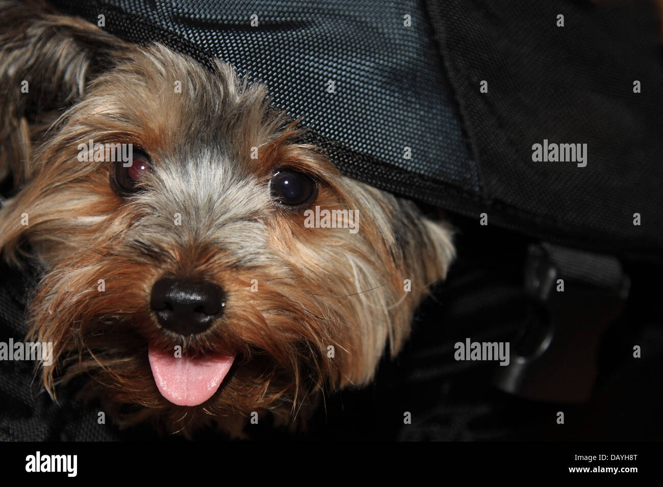 https://c8.alamy.com/comp/DAYH8T/a-cute-yorkie-puppy-sitting-inside-black-handbag-DAYH8T.jpg