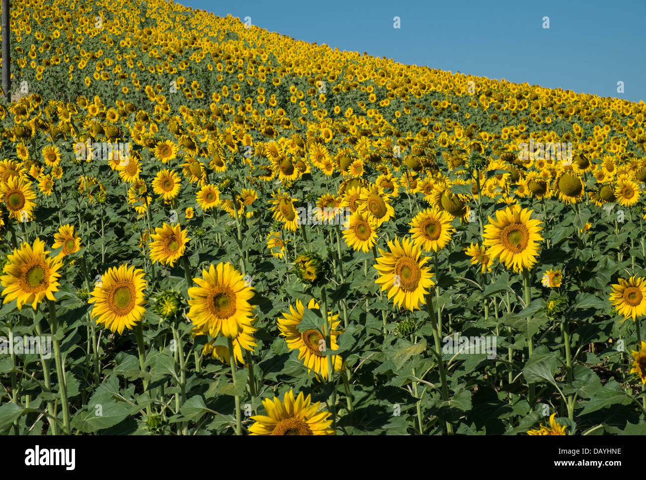 sunflowers facing east Stock Photo - Alamy