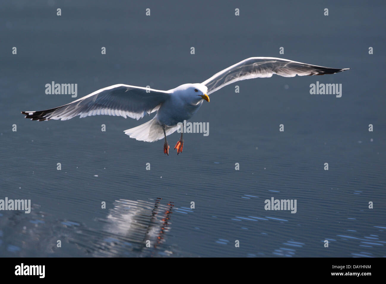 Herring gull (Larus argentatus) landing to lake Baikal, Siberia, Europe Stock Photo