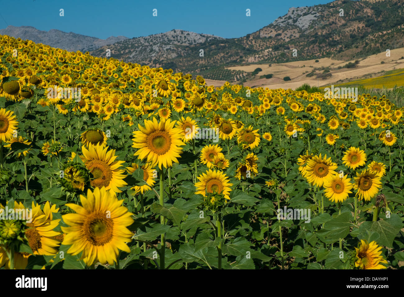 sunflowers facing east Stock Photo - Alamy