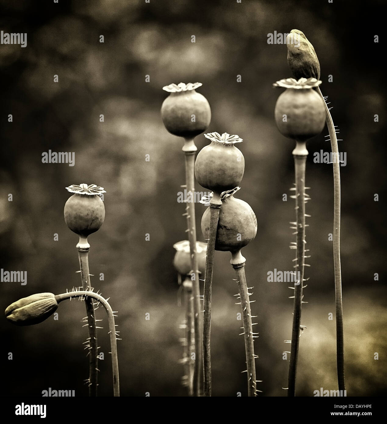 Dried poppy flowers Stock Photo Alamy