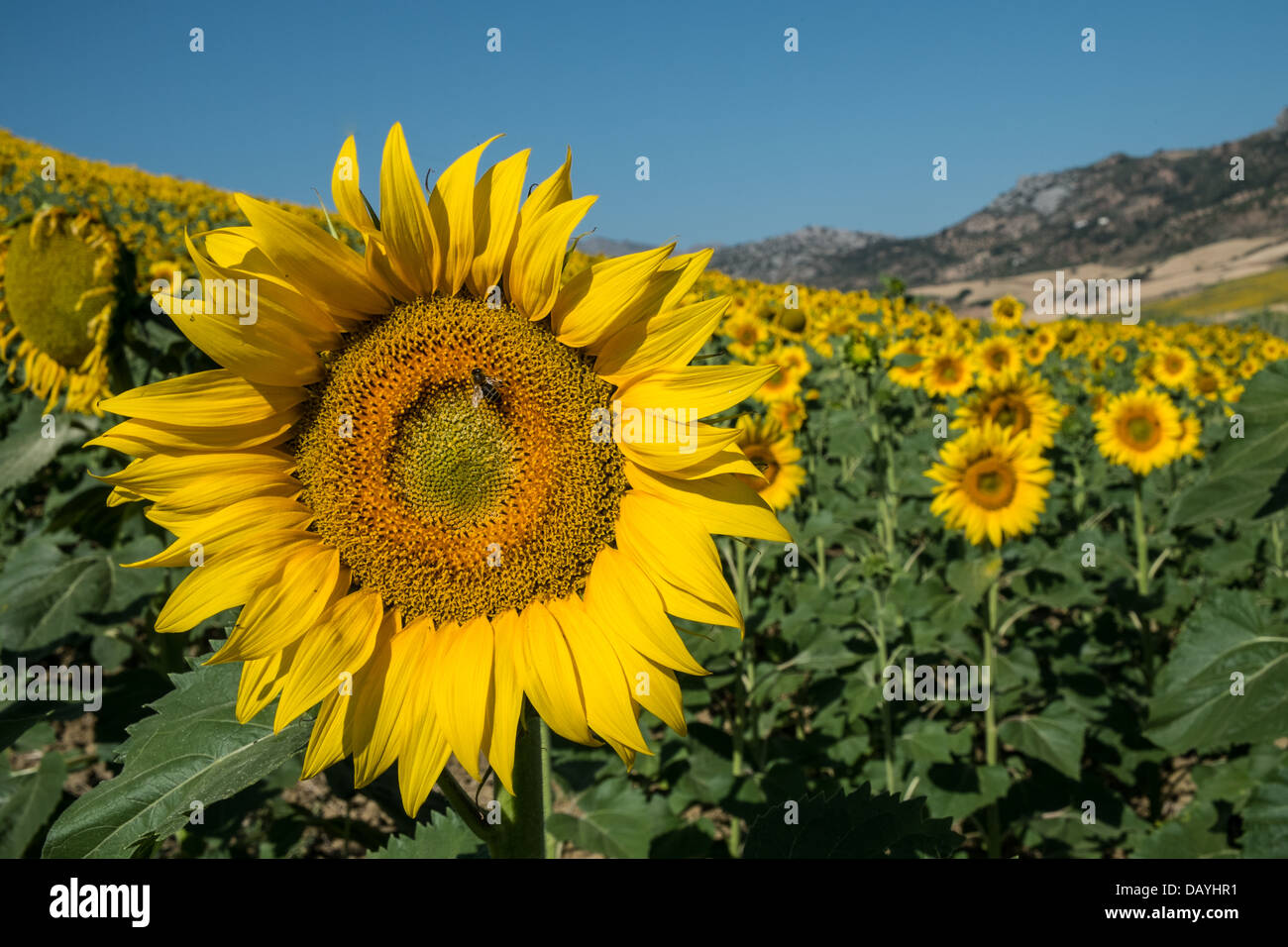 sunflowers facing east Stock Photo Alamy