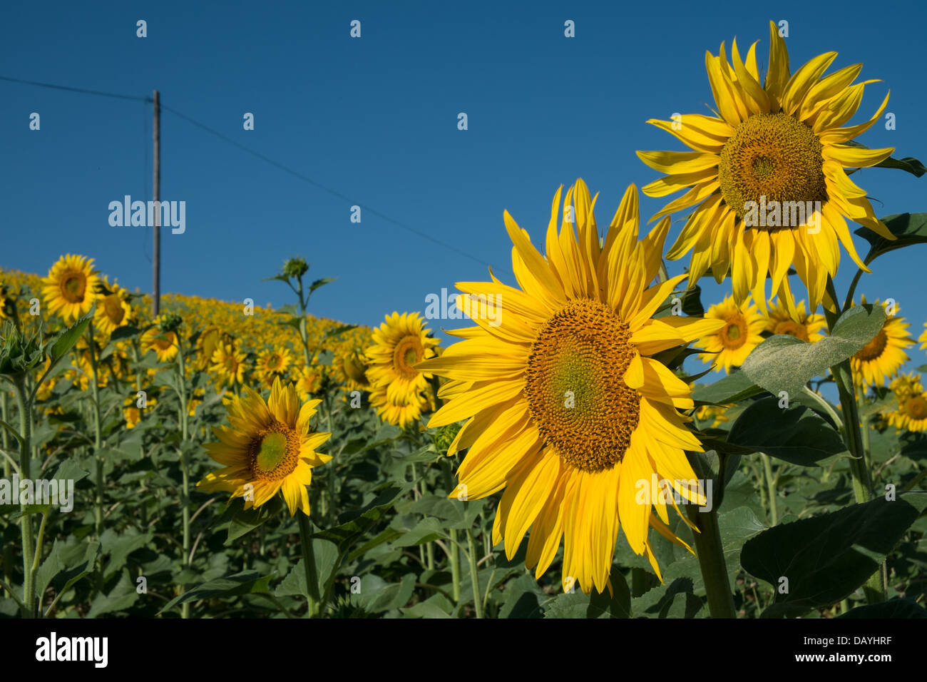 sunflowers facing east Stock Photo Alamy
