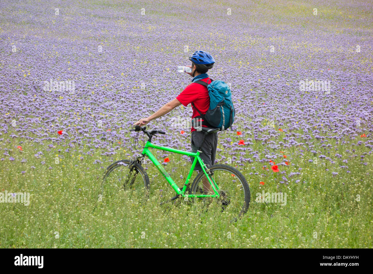 Mountain biker on path through field of Phacelia tanacetifolia, lacy phacelia, blue tansy or purple tansy. Bee friendly cover crop, green manure. UK Stock Photo