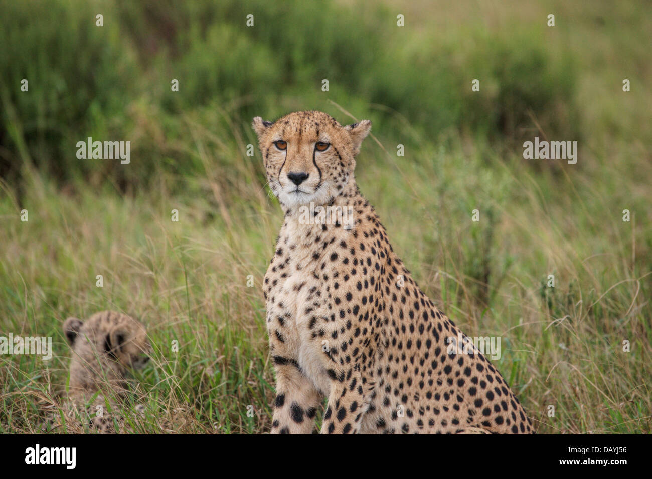 Cheetah - mother and baby - South Africa Stock Photo