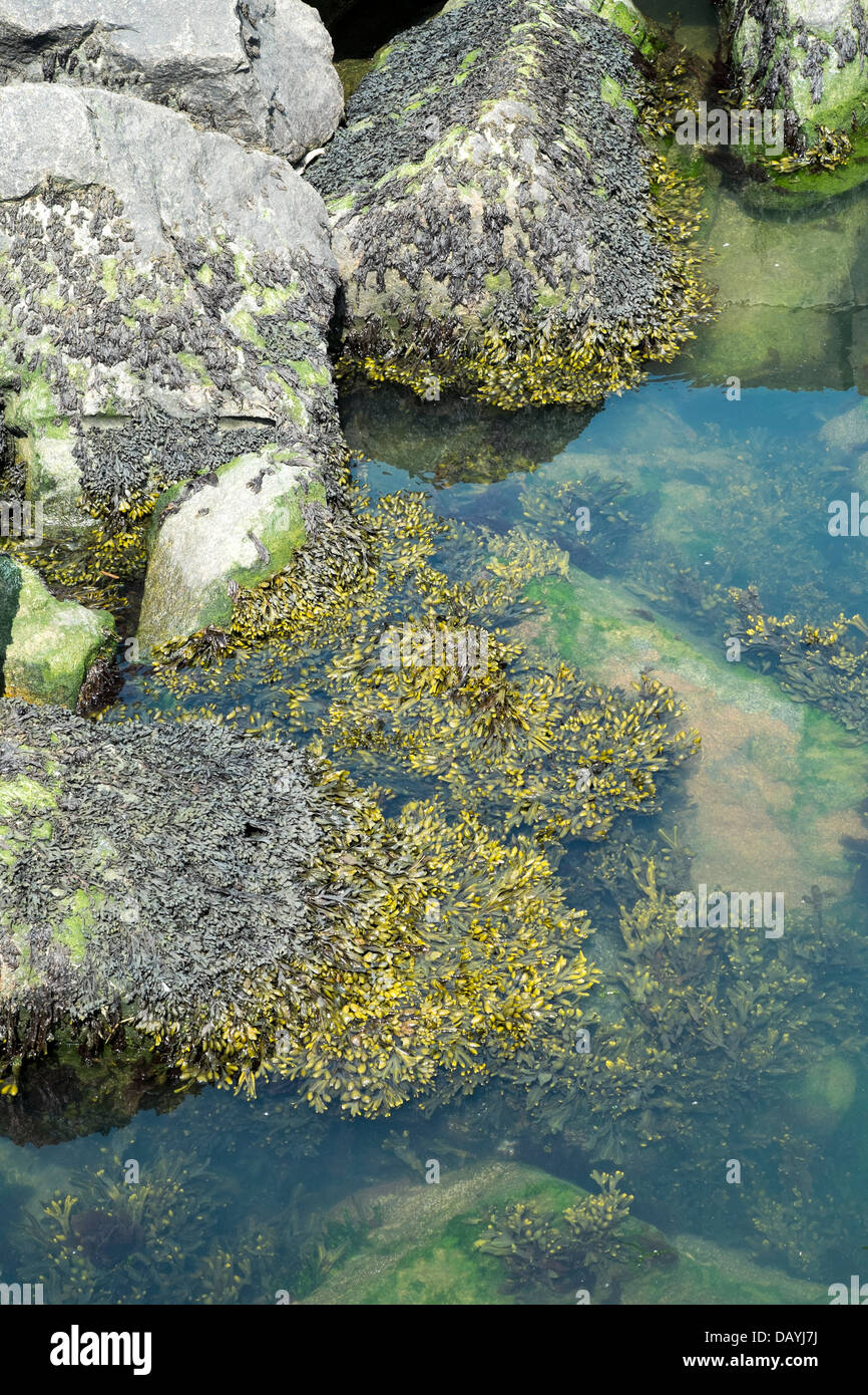 Kelp seaweed clinging to rock UK coast Stock Photo - Alamy