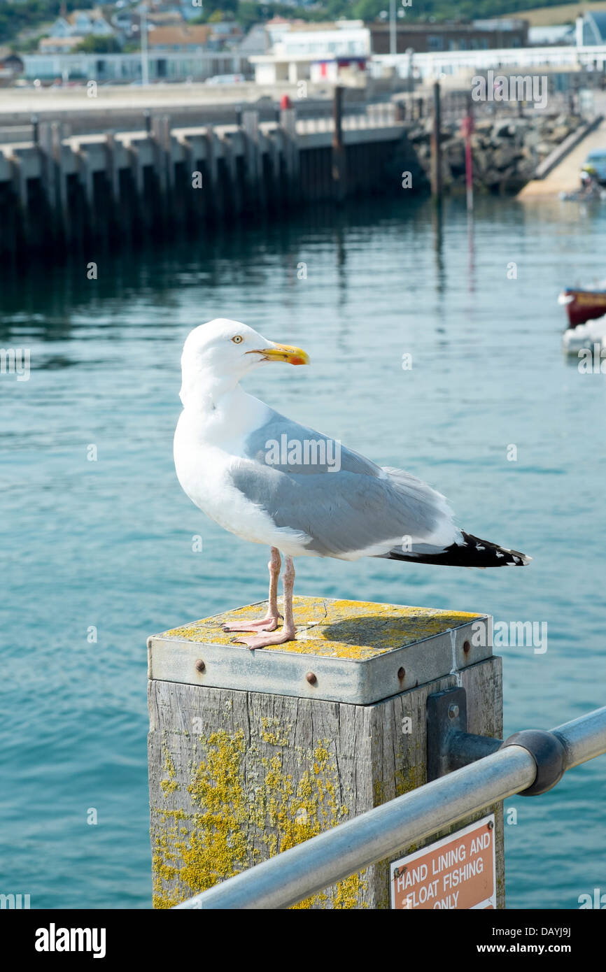 Herring Gull standing on wooden post in West Bay Harbour Dorset UK Stock Photo