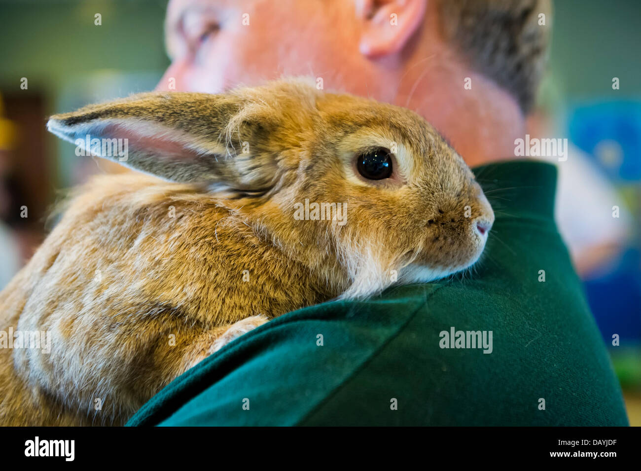 Seaford, New York, U.S. 20th July 2013. GLENN KEARNEY is carrying MAPLE the rabbit at the Tackapausha Museum and Preserve on Science Exploration Moon Day. Maple has been living at Tackapausha ever since he was rescued after being abandoned there as a little bunny soon after Easter. Credit:  Ann E Parry/Alamy Live News Stock Photo