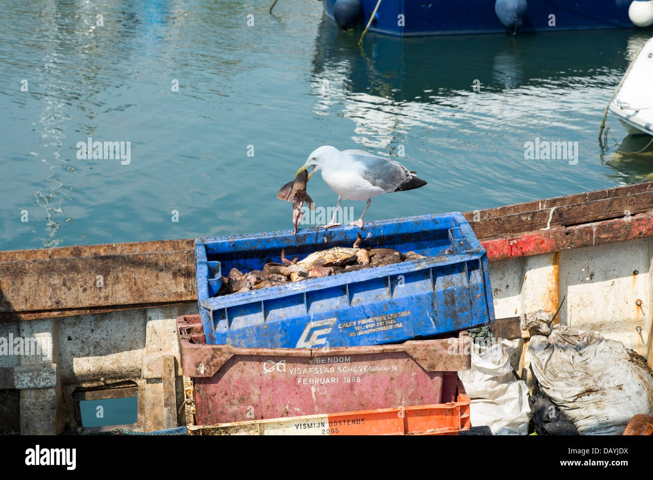 Seagull scavenging fish remains on a UK fishing boat in West Bay Dorset Stock Photo