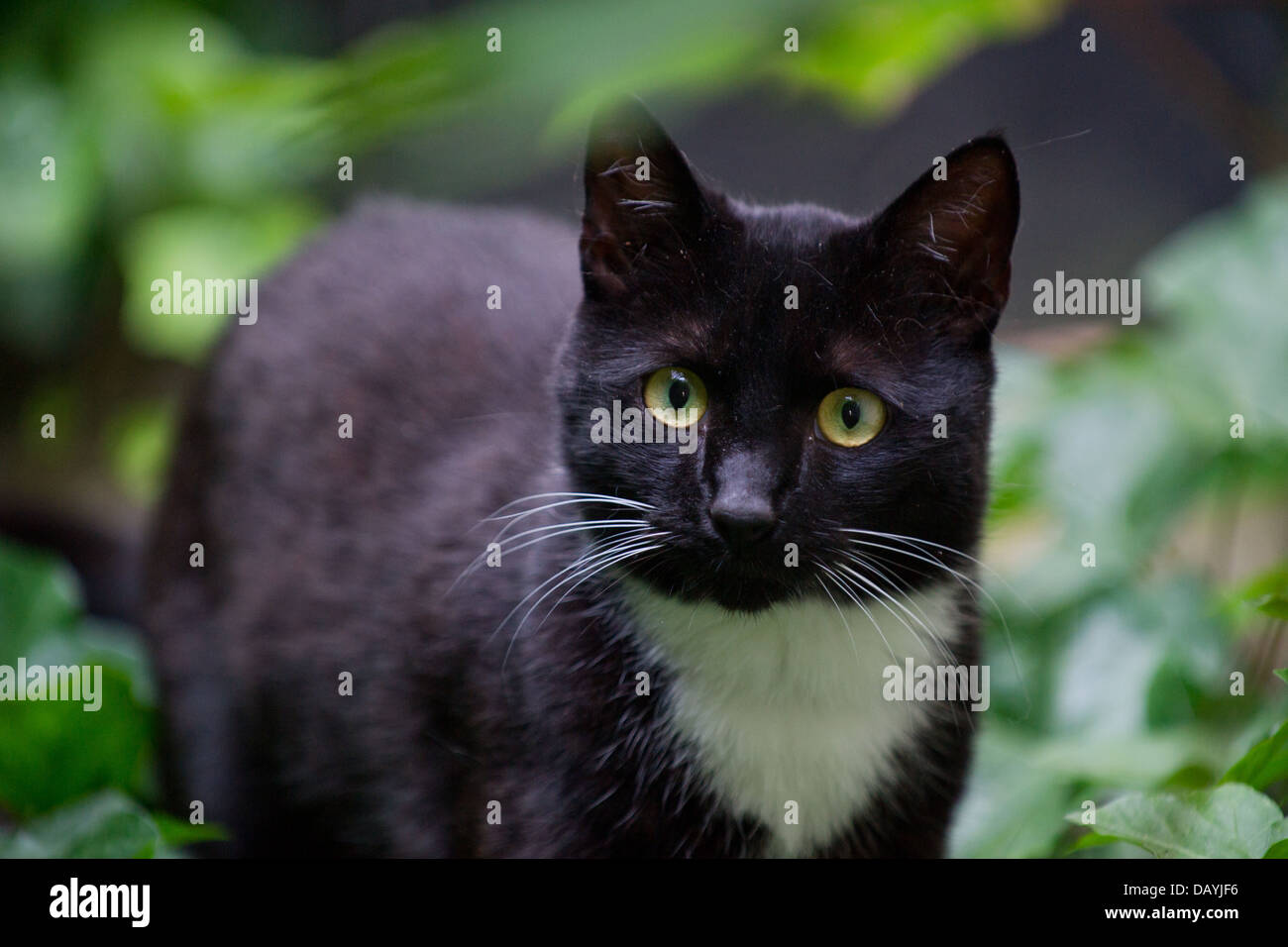 A black cat in the garden Stock Photo - Alamy
