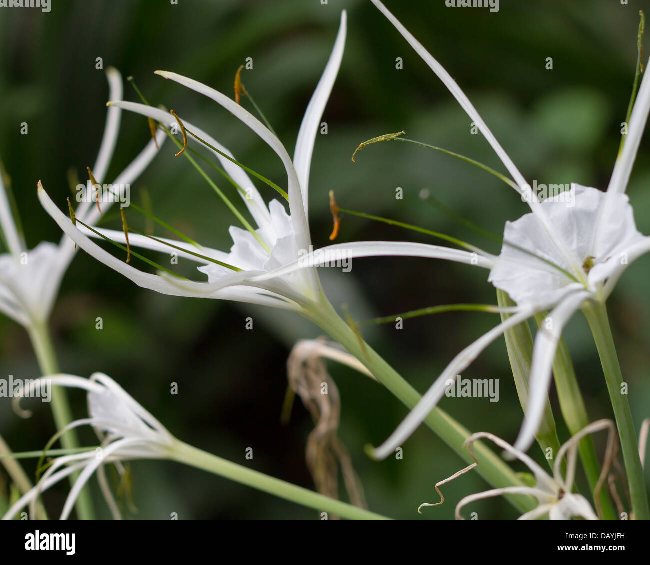 White flower of rubiaceae family Stock Photo