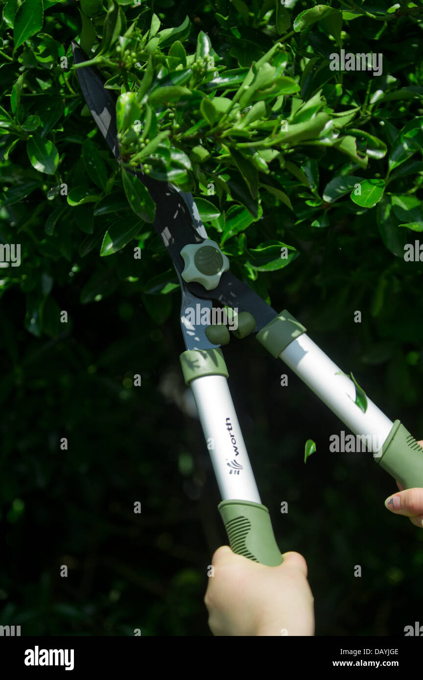 Hands holding garden shears, cutting back branches Stock Photo Alamy