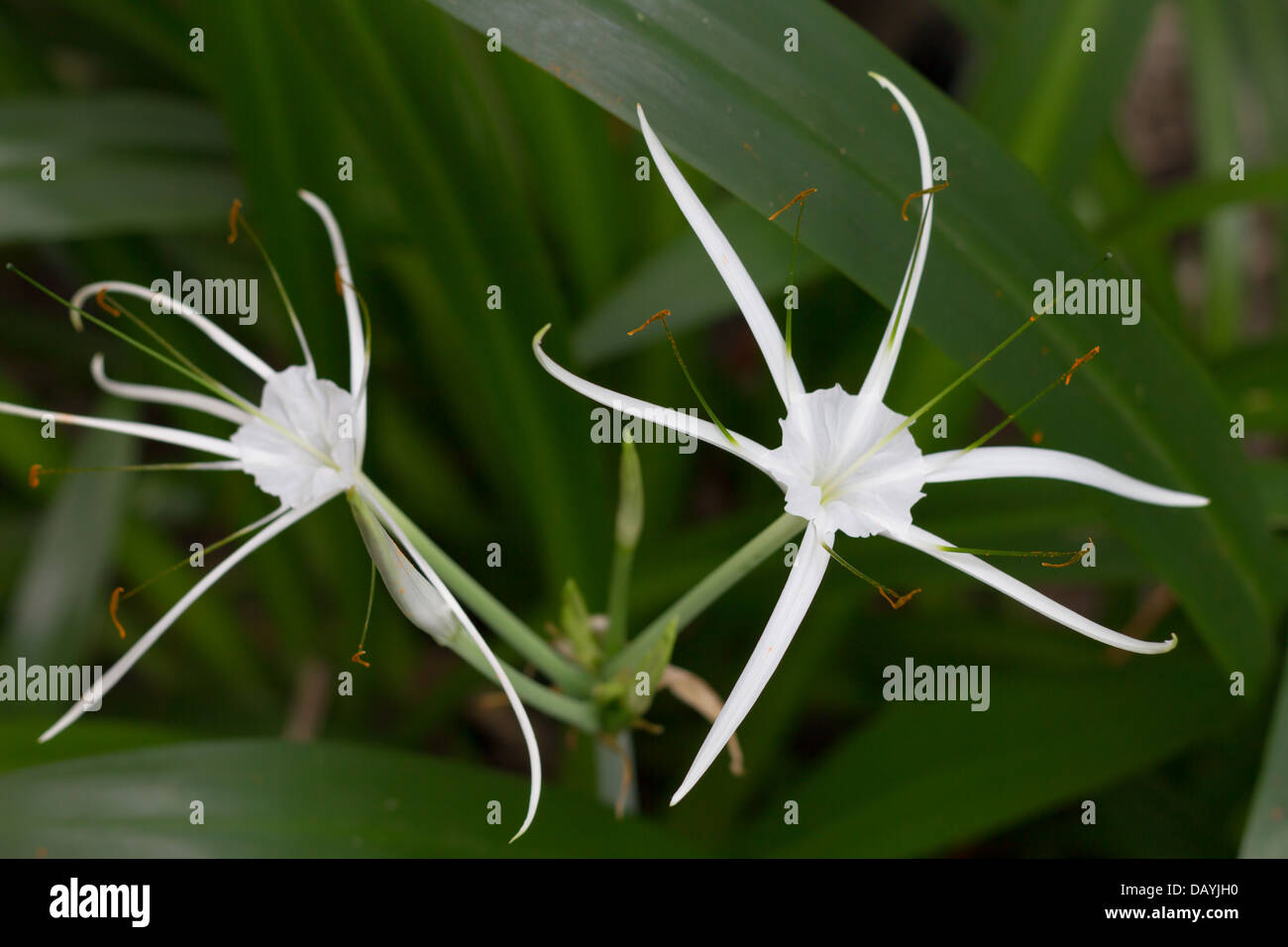 White flower of rubiaceae family Stock Photo