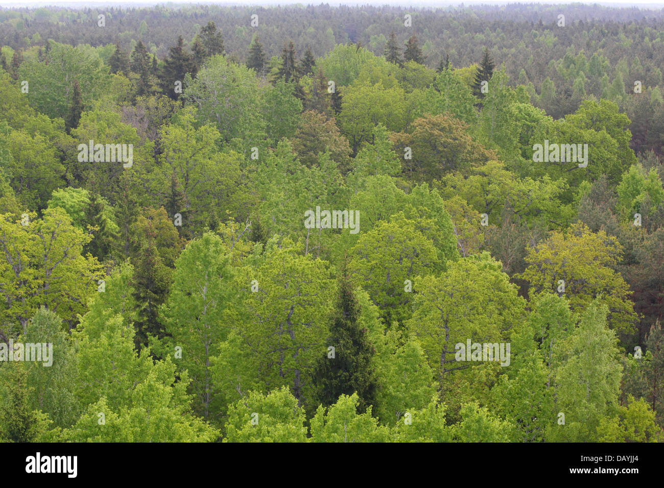 Old trees in springtime at Viidumae national park, Saarema, Estonia. Stock Photo
