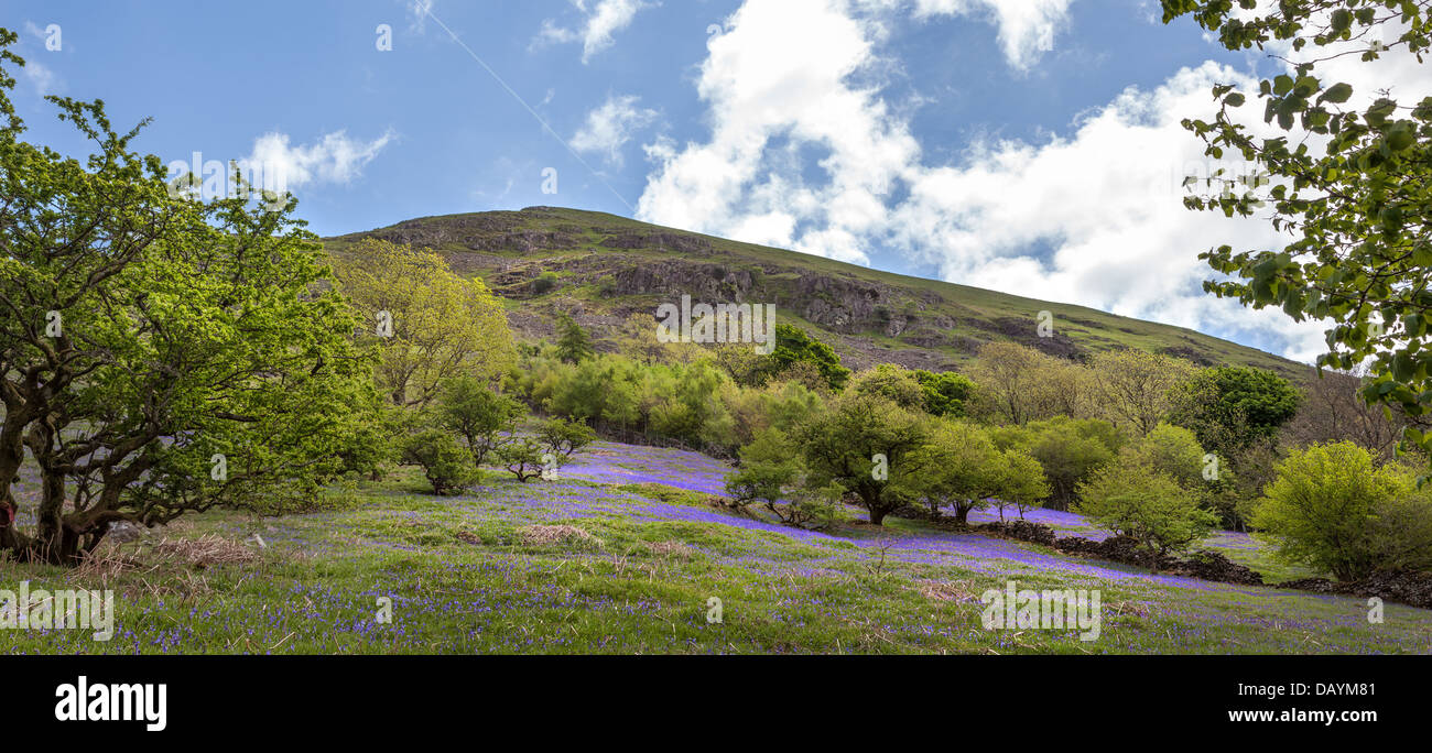 Bluebells in Lake District, Cumbria, England, Europe. Stock Photo