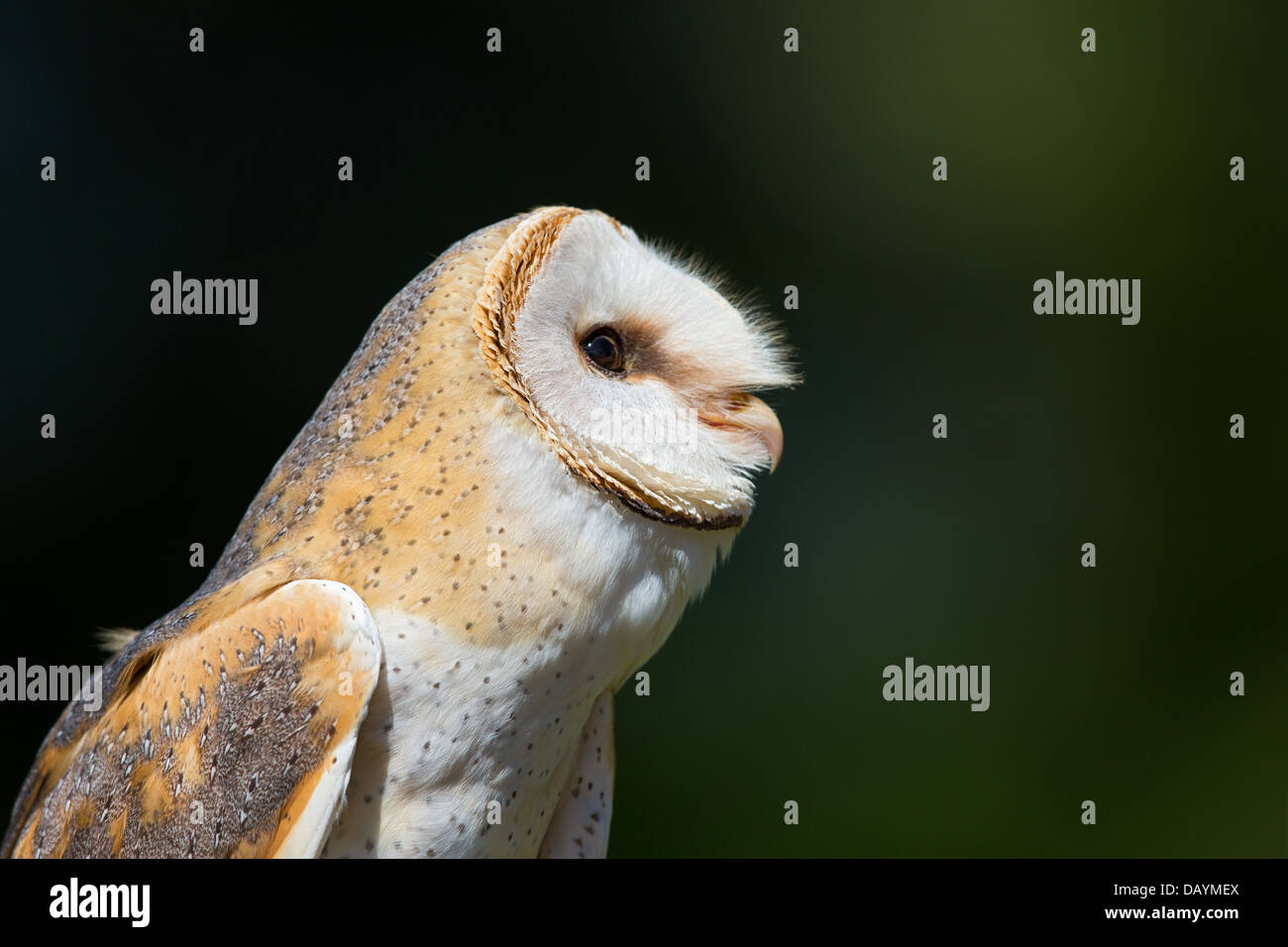Closeup of a Barn owl (Tyto alba), France Stock Photo